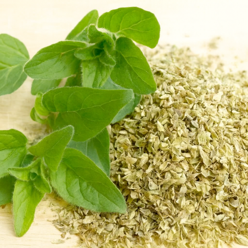Moroccan Wild Oregano (Origanum compactum) – Bulk Export Supplier