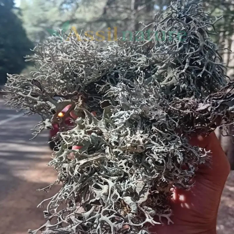 Moroccan Cedarmoss – Bulk Natural Lichen