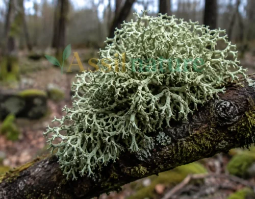 Oakmoss IFRA Restrictions: Atranol, Chloroatranol and Fragrance Safety