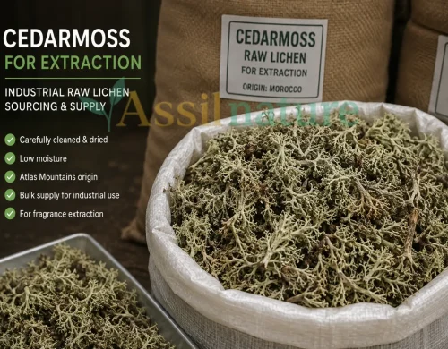 Moroccan Cedarmoss: Atlas Mountain Fragrance Lichen for Industrial Sourcing