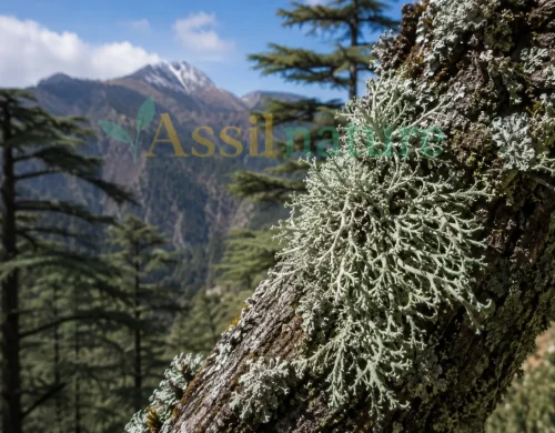 Moroccan Cedarmoss: Atlas Mountain Fragrance Lichens for Industrial Sourcing
