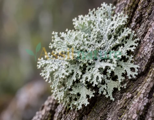 Pseudevernia furfuracea: Cedarmoss for Perfumery and Industrial Extraction