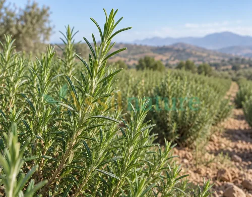 Rosemary Pesticide Residues and EU Compliance: What Buyers Need to Verify